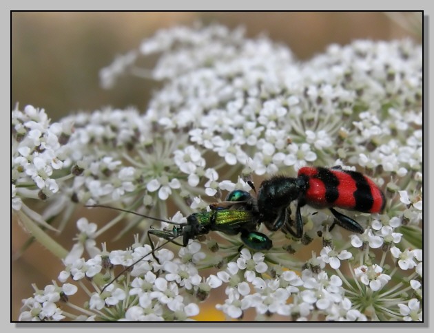 Trichodes apiarius e T. alvearius a confronto